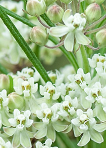 Whorled milkweed-1