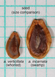 Whorled milkweed-4