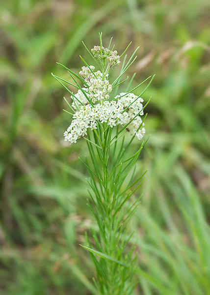 Whorled milkweed