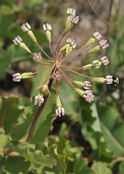 Sand milkweed