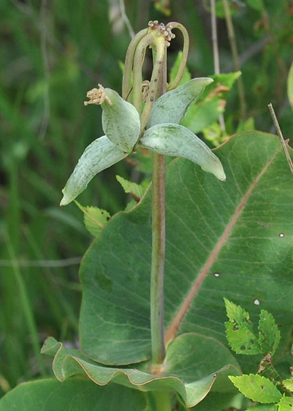 Sand milkweed