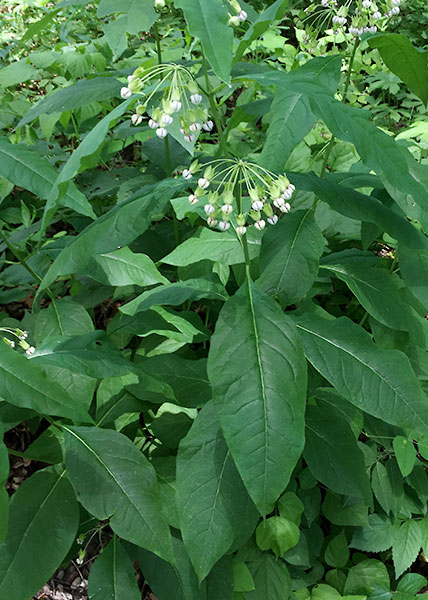 Poke milkweed