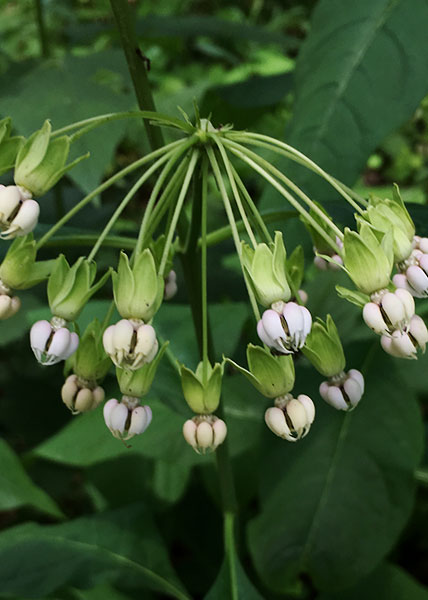 Poke milkweed