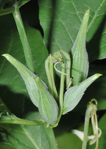 Poke milkweed