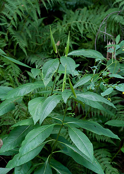 Poke milkweed