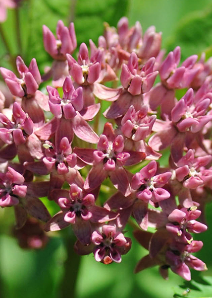 Purple milkweed