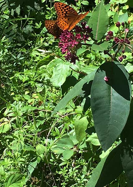 Purple milkweed