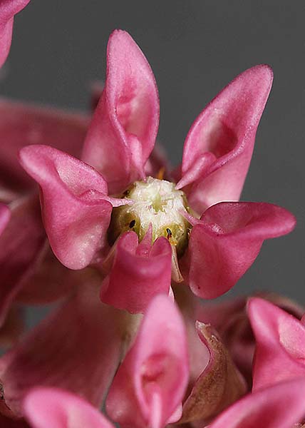 Purple milkweed