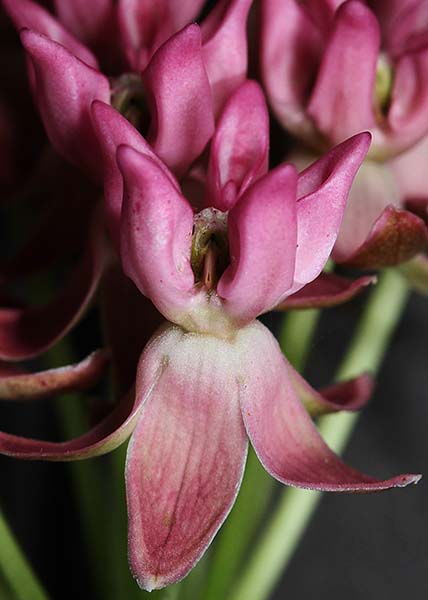 Purple milkweed