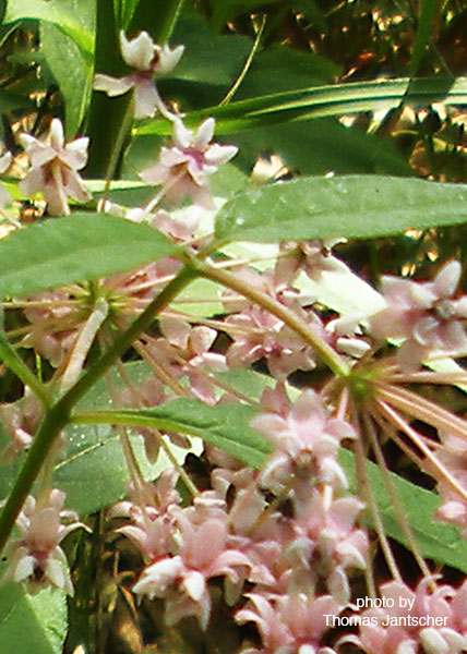 Fourleaf milkweed