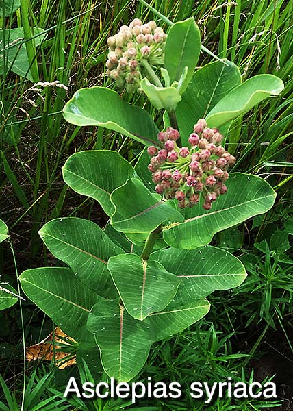 Common milkweed