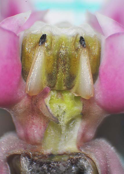 Common milkweed