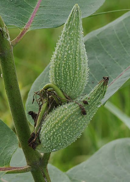 Common milkweed