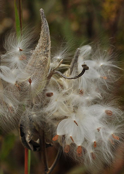 Common milkweed