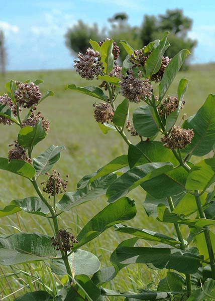 Common milkweed