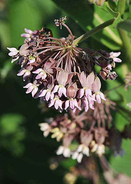 Common milkweed