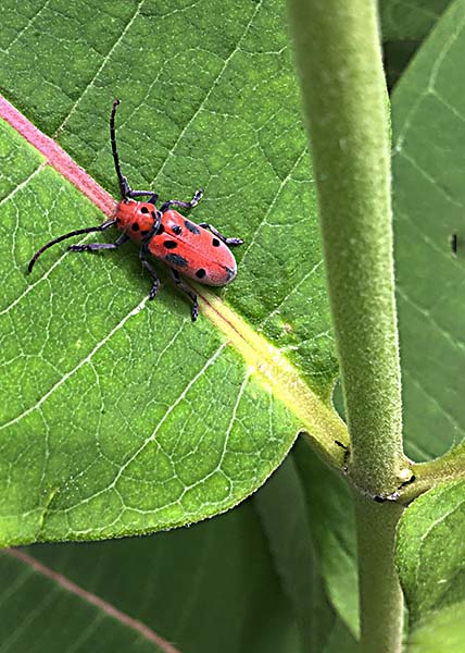 Common milkweed