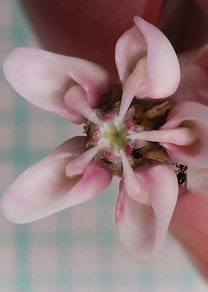 Common milkweed