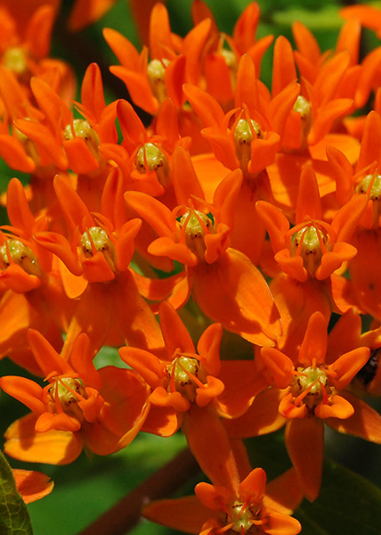 Butterfly milkweed