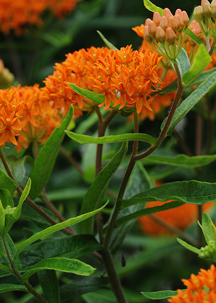 Butterfly milkweed