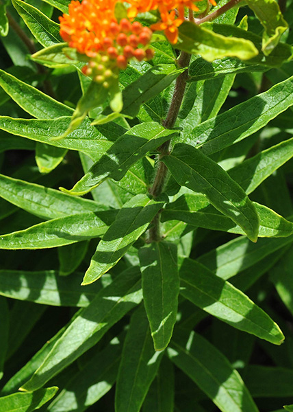 Butterfly milkweed