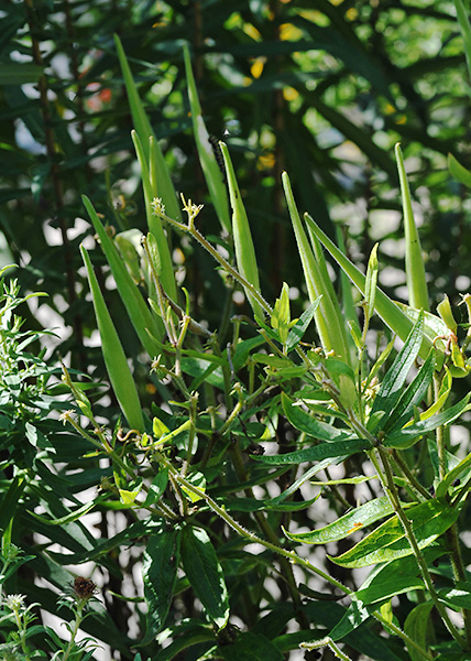 Butterfly milkweed