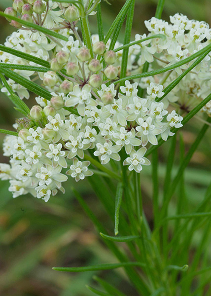 Whorled milkweed