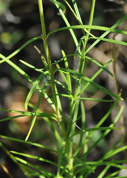 Whorled milkweed