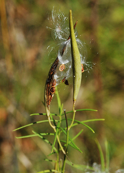 Whorled milkweed