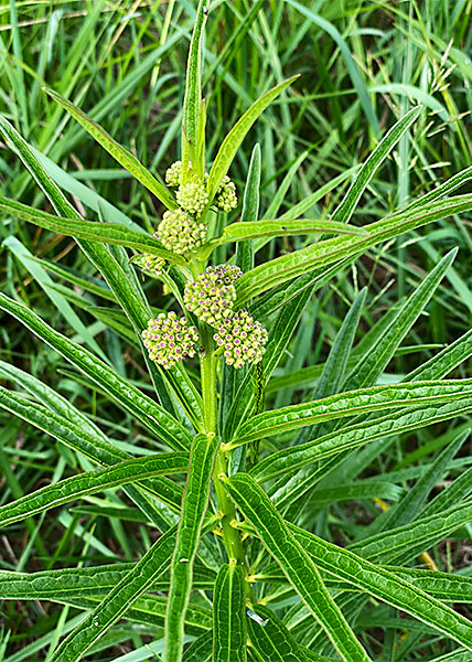 Tall Green Milkweed