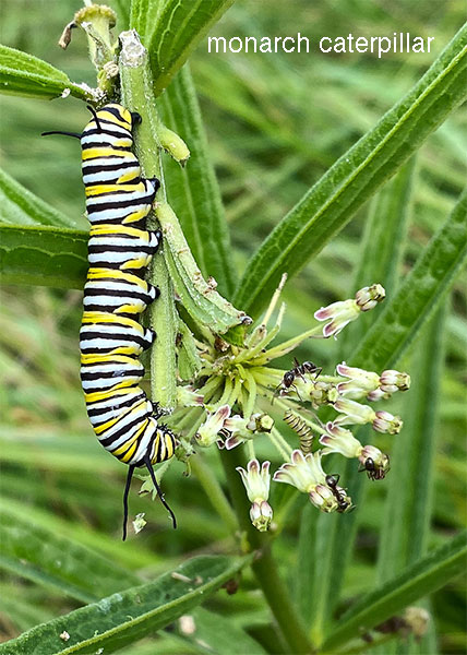 Tall Green Milkweed