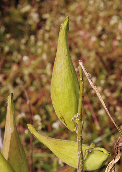 Tall Green Milkweed