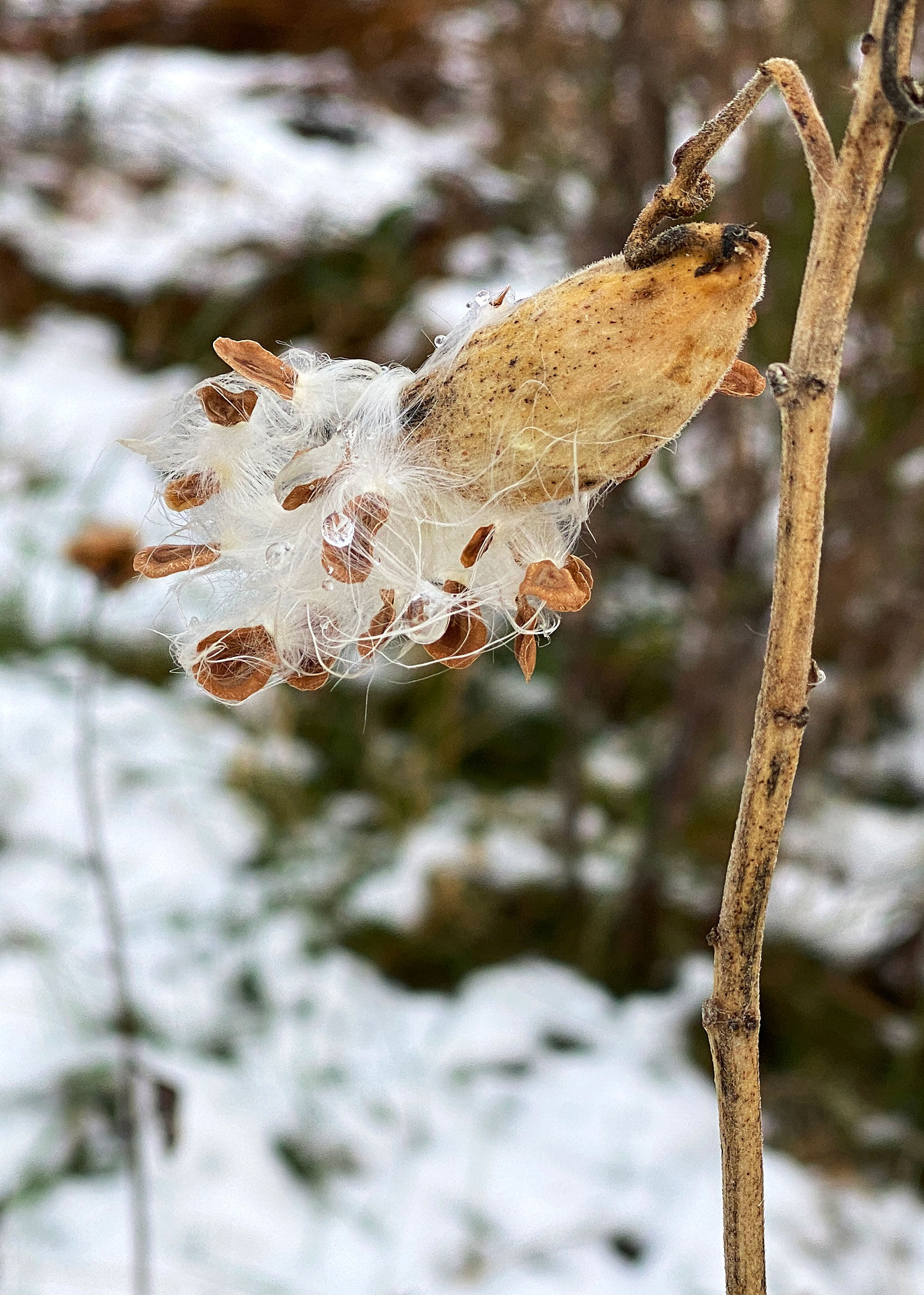 Tall Green Milkweed