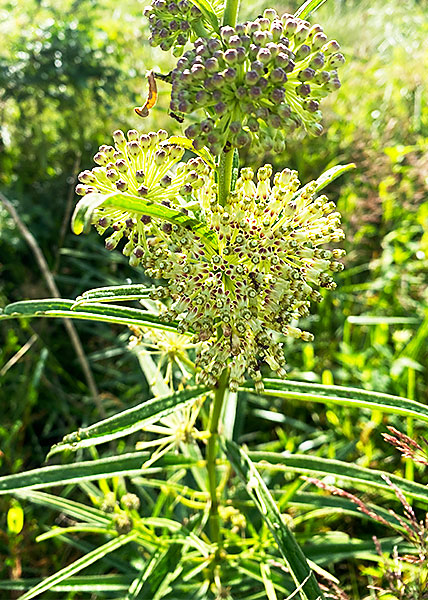 Tall Green Milkweed