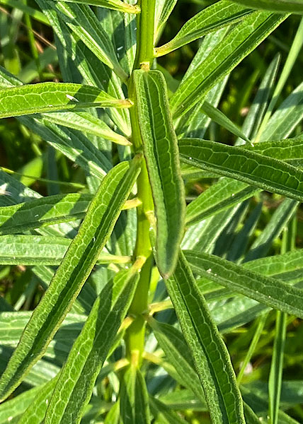 Tall Green Milkweed