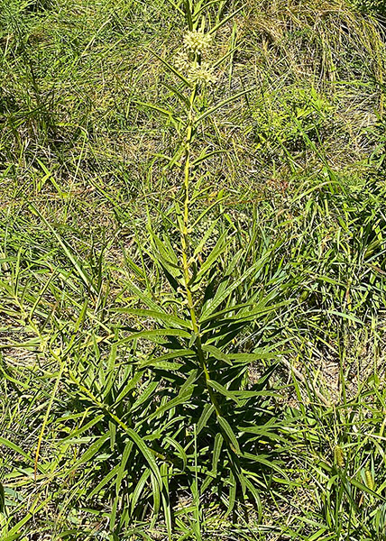 Tall Green Milkweed