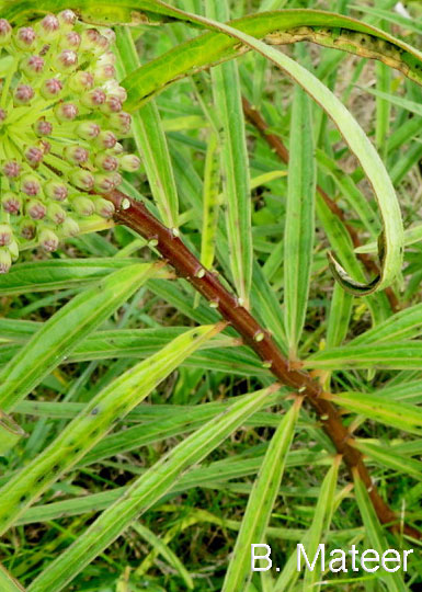 Tall Green Milkweed