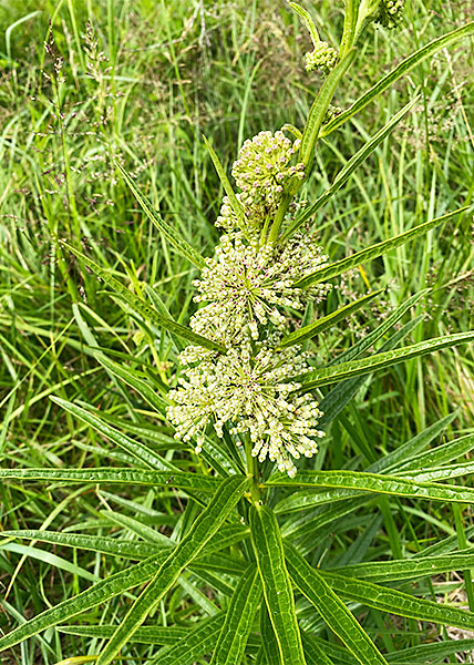 Tall Green Milkweed