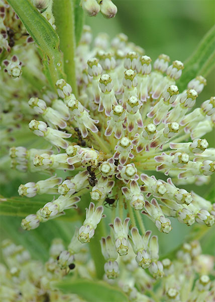 Tall Green Milkweed