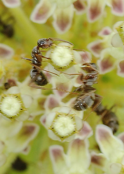 Tall Green Milkweed