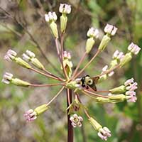 Sand milkweed