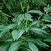 Poke milkweed