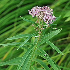 Swamp milkweed