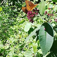 Purple milkweed