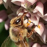 Common milkweed