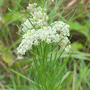 Whorled milkweed