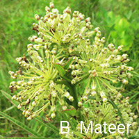 Tall Green milkweed