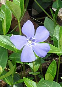 common periwinkle-1