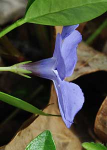 common periwinkle-2