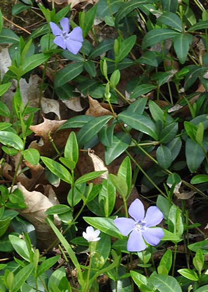 common periwinkle